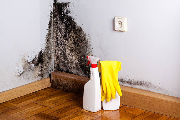 Best Emergency Mold Removal  in Hanover, IN